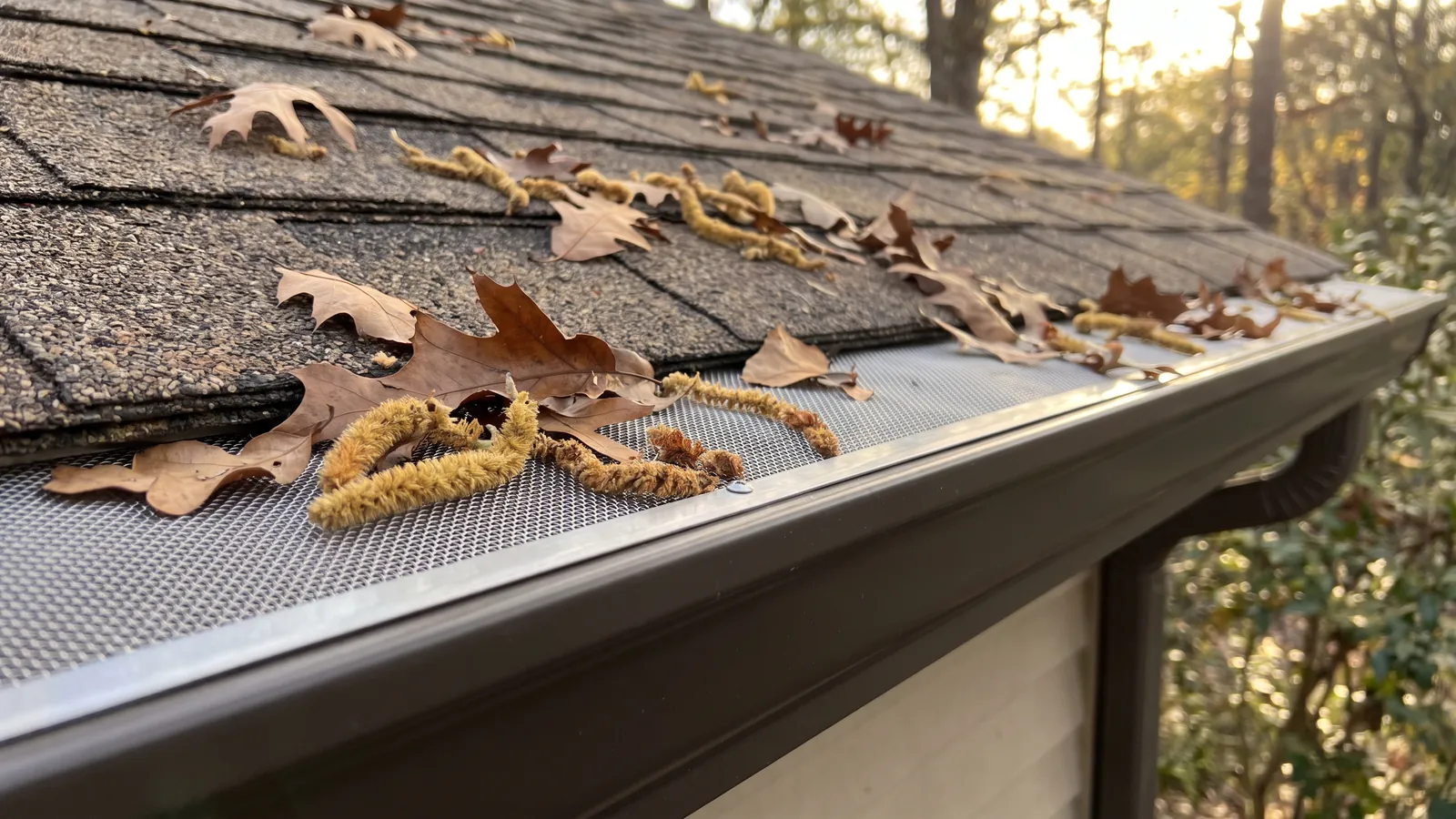 New seamless aluminum gutter along a roof edge with live oak leaves and catkins on the shingles above and a gutter guard clipped in place